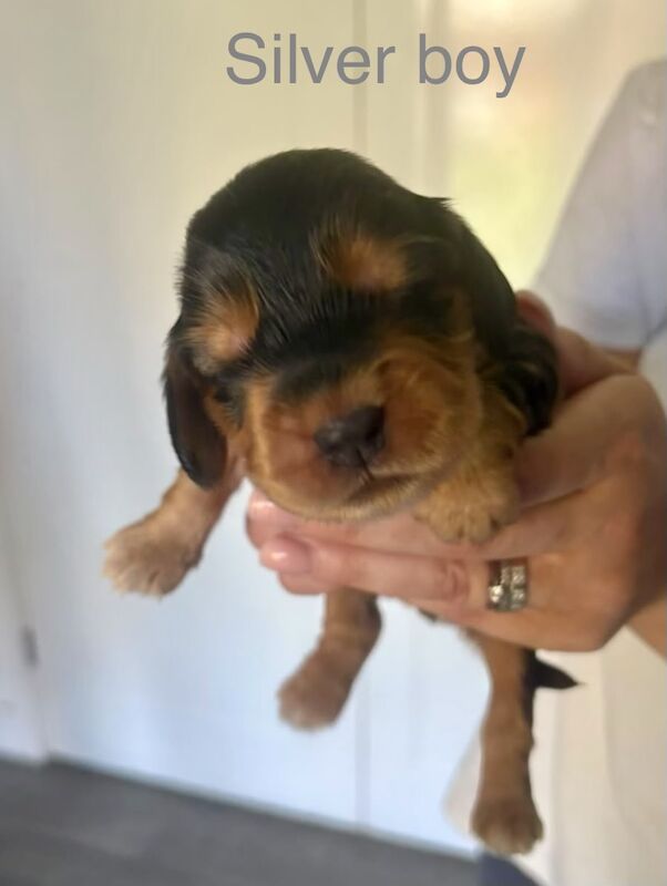2 boys left to reserve - Gorgeous KC Reg Show Cocker Spaniel Pups