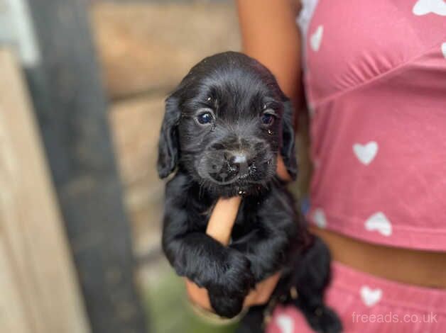 Cocker Spaniel puppies for sale in Slough, Powys – 1 year old - Image 1 of 3