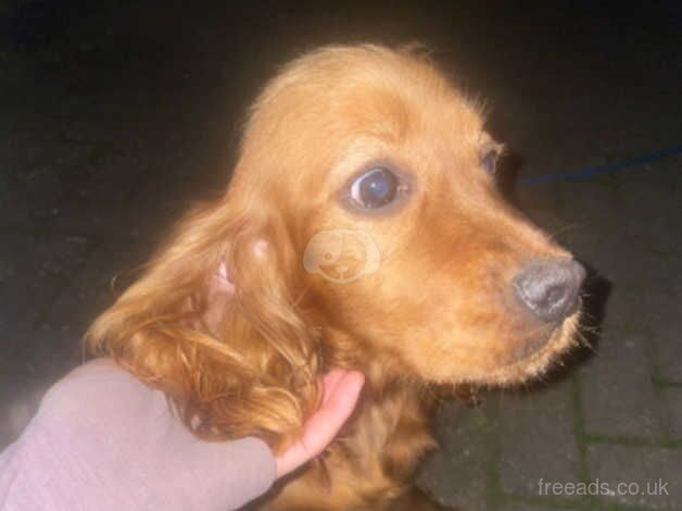 Cocker Spaniel puppies for sale in Slough, Powys – 1 year old - Image 2 of 3