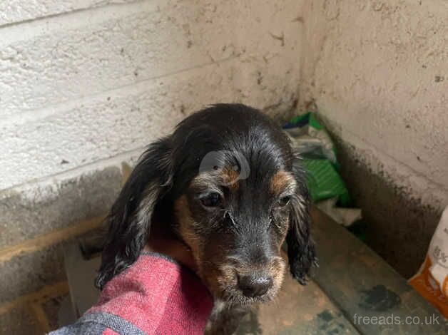 Cocker Spaniel puppies for sale in Slough, Powys – 1 year old - Image 3 of 3