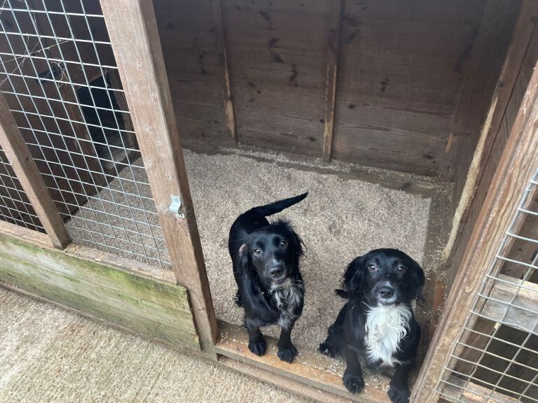 Cocker Spaniel puppies for sale in Hartley Wintney, Hampshire – 1 year old