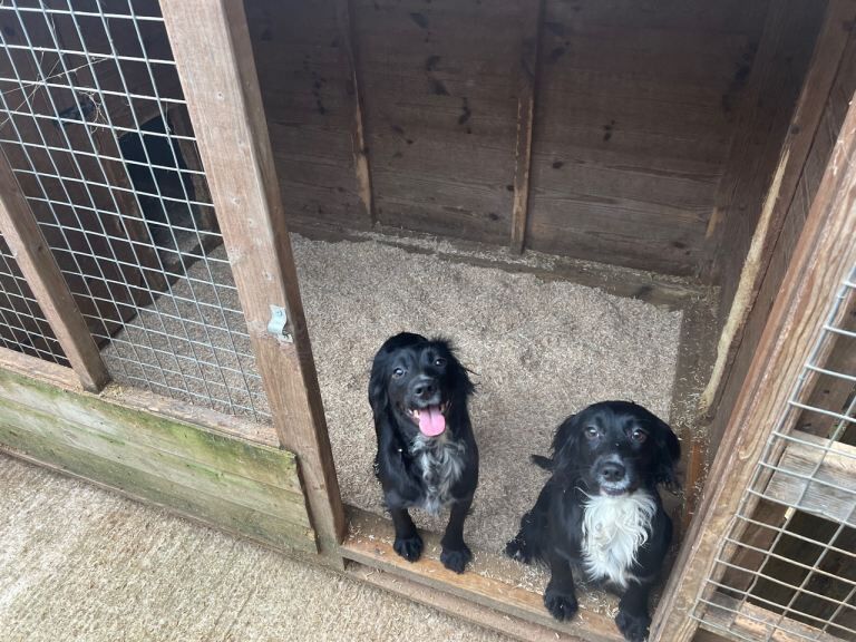 2 female cocker spaniels - Image 2 of 2