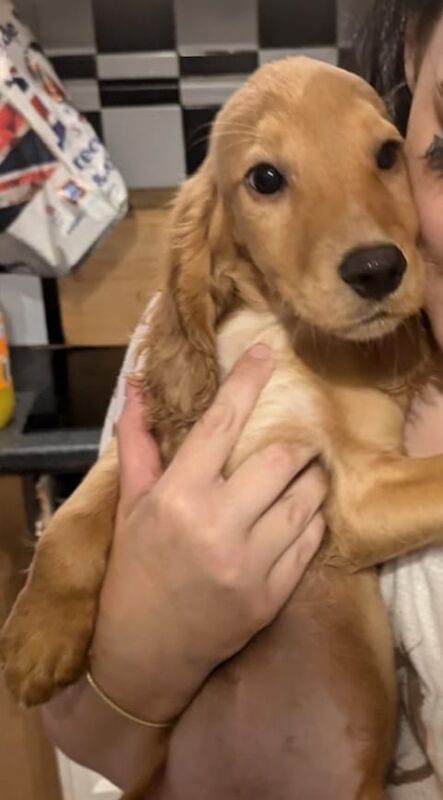 Cocker Spaniel puppies for sale in Consett, Durham – 3 months old - Image 2 of 3