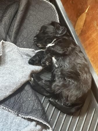 Cocker Spaniel puppies for sale in Shrewsbury, Shropshire – 1 year old - Image 2 of 5