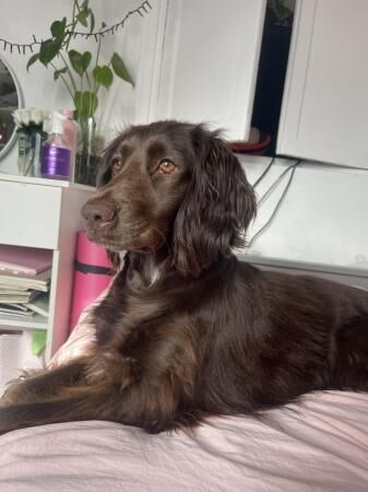 Cocker Spaniel puppies for sale in Shrewsbury, Shropshire – 1 year old - Image 5 of 5