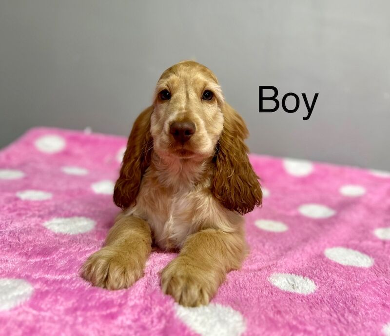Cocker Spaniel puppies for sale in Wisbech, Cambridgeshire – KC registered, 3 months old