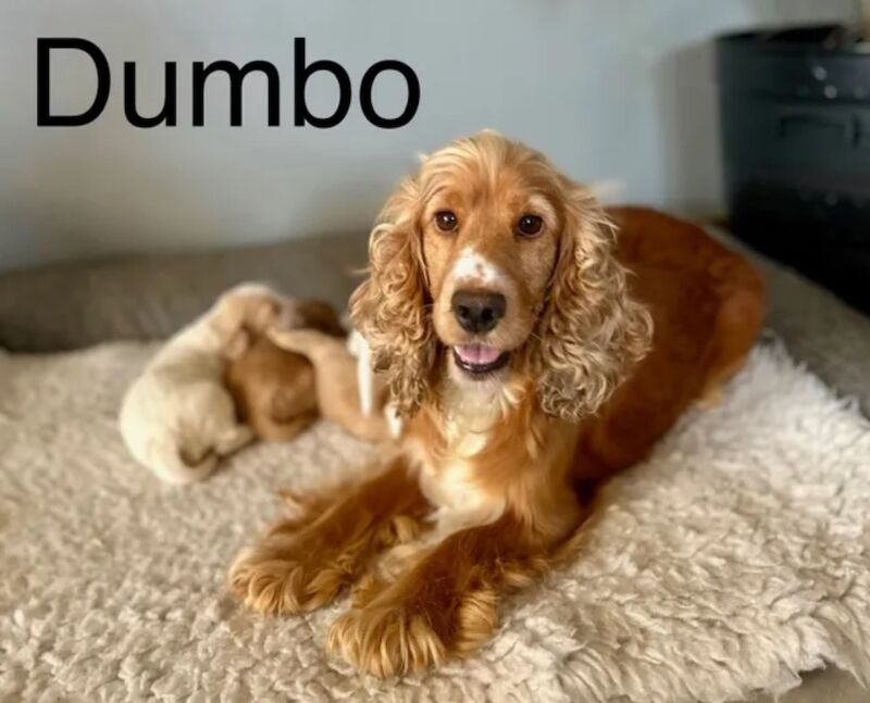 Cocker Spaniel puppies for sale in Wisbech, Cambridgeshire – KC registered, 3 months old - Image 3 of 9