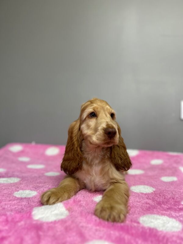 Cocker Spaniel puppies for sale in Wisbech, Cambridgeshire – KC registered, 3 months old - Image 4 of 9