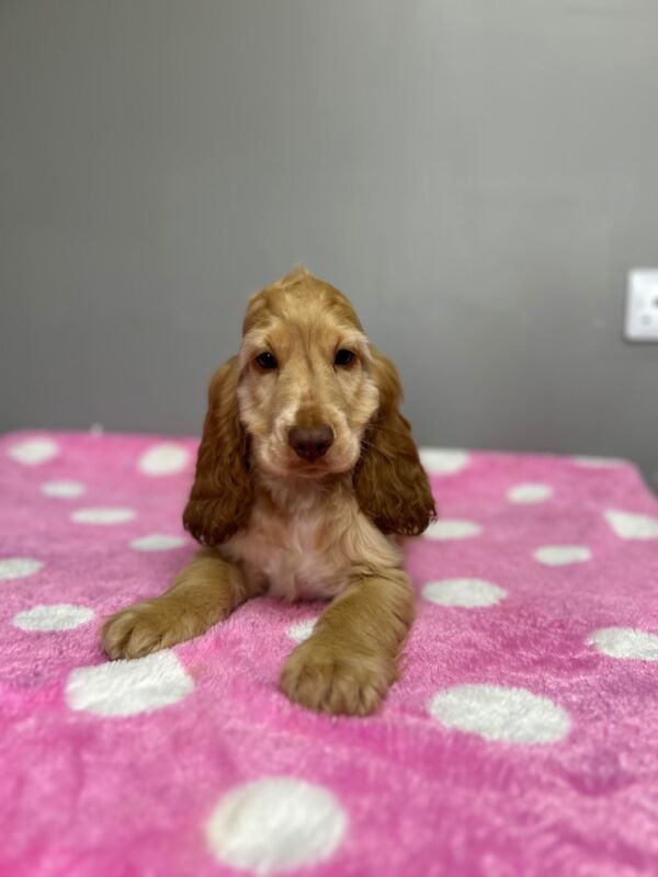 Cocker Spaniel puppies for sale in Wisbech, Cambridgeshire – KC registered, 3 months old - Image 5 of 9