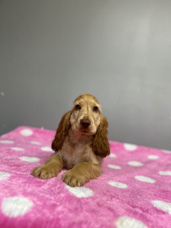 Cocker Spaniel puppies for sale in Wisbech, Cambridgeshire – KC registered, 3 months old - Image 6 of 9