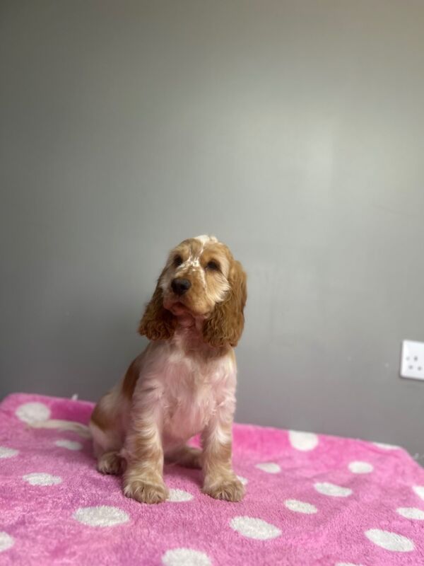 Cocker Spaniel puppies for sale in Wisbech, Cambridgeshire – KC registered, 3 months old - Image 7 of 9