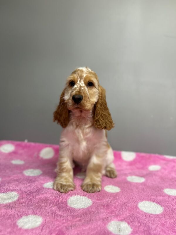Cocker Spaniel puppies for sale in Wisbech, Cambridgeshire – KC registered, 3 months old - Image 8 of 9