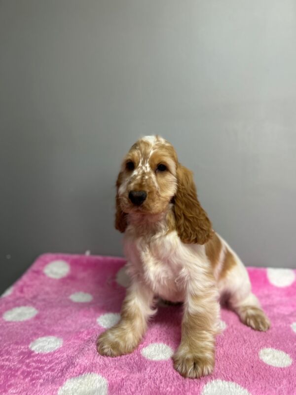 Cocker Spaniel puppies for sale in Wisbech, Cambridgeshire – KC registered, 3 months old - Image 9 of 9