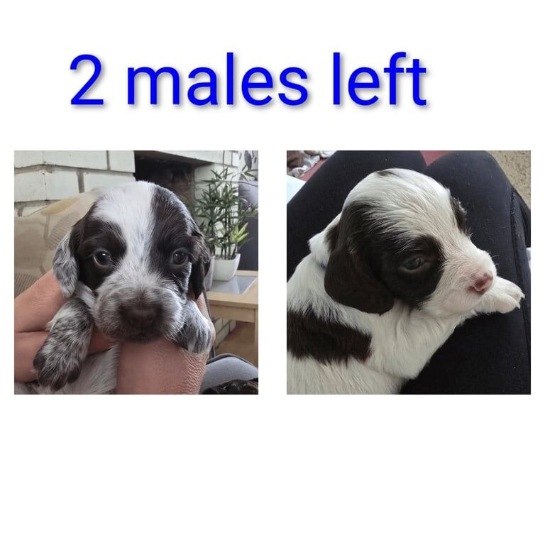 Cocker Spaniel puppies for sale in Devizes, Wiltshire – 4 weeks old