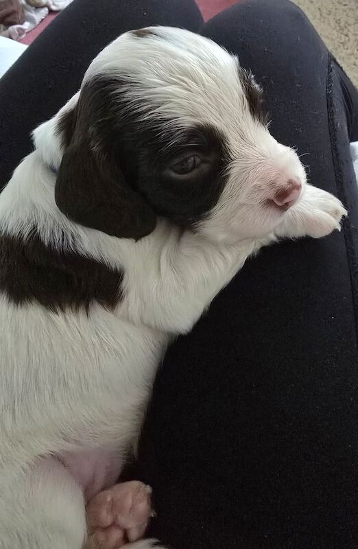 Cocker Spaniel puppies for sale in Devizes, Wiltshire – 4 weeks old - Image 2 of 5