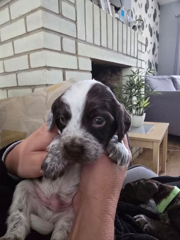 Cocker Spaniel puppies for sale in Devizes, Wiltshire – 4 weeks old - Image 3 of 5