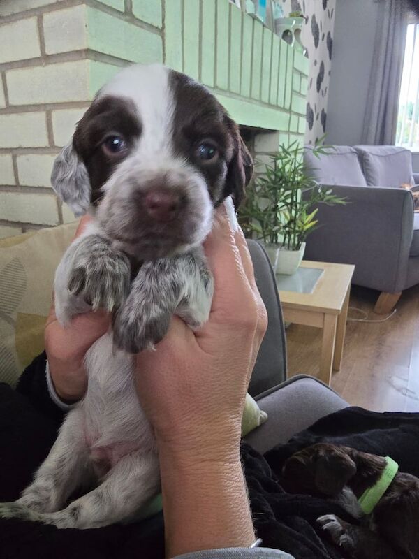 Cocker Spaniel puppies for sale in Devizes, Wiltshire – 4 weeks old - Image 4 of 5
