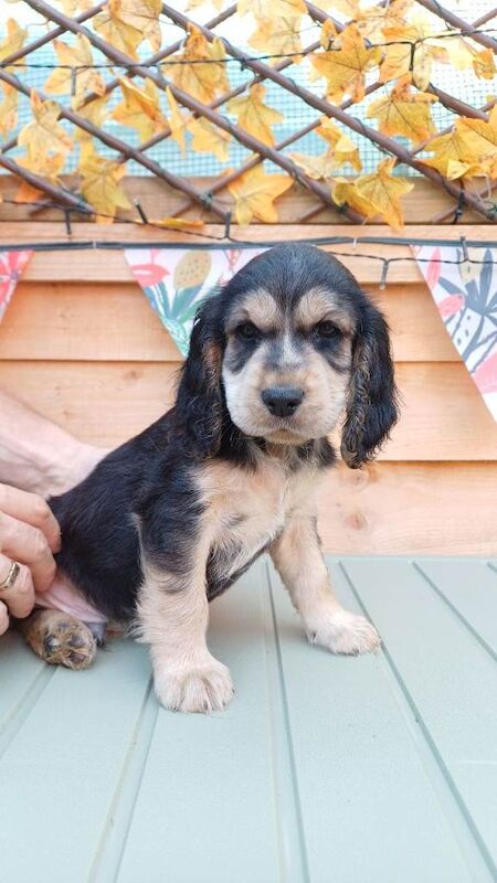 2 gorgeous pedigree cocker spaniel puppies left