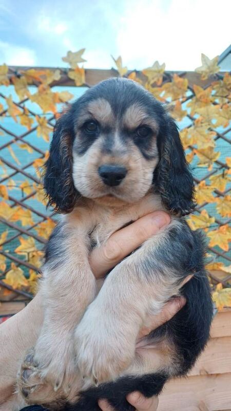 2 gorgeous pedigree cocker spaniel puppies left - Image 2 of 5