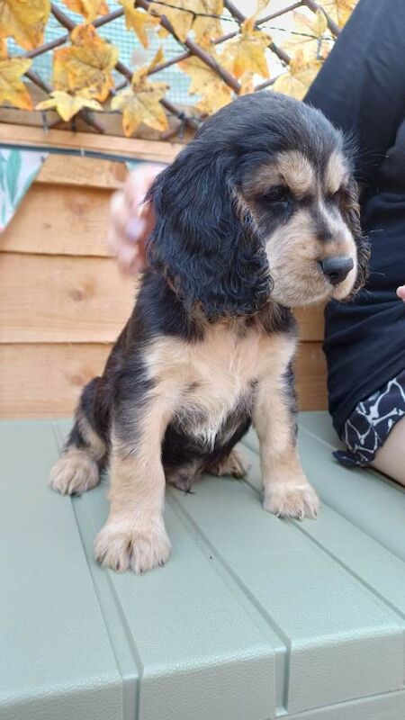 2 gorgeous pedigree cocker spaniel puppies left - Image 3 of 5