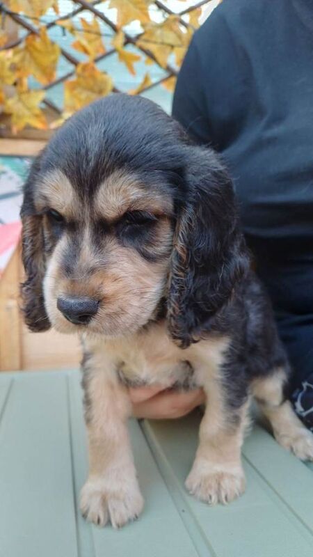 2 gorgeous pedigree cocker spaniel puppies left - Image 4 of 5