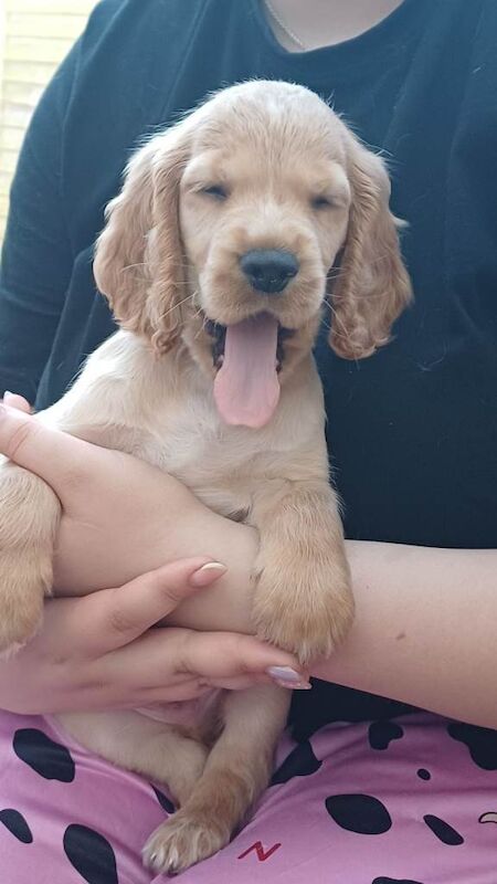 2 gorgeous pedigree cocker spaniel puppies left - Image 5 of 5