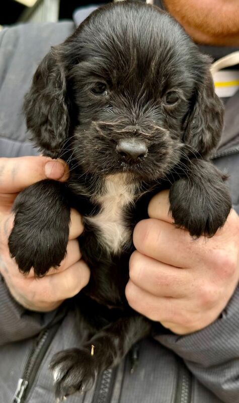 2 gorgeous show cocker girls left - Image 2 of 3