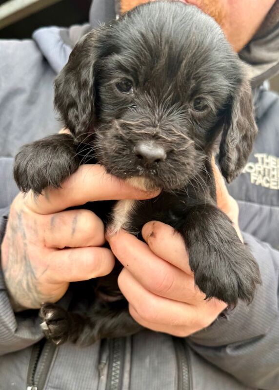 2 gorgeous show cocker girls left - Image 3 of 3