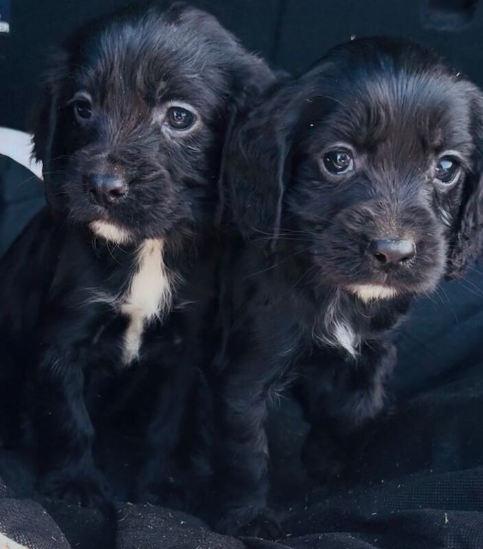 2 gorgeous show cocker spaniel puppies ready now - Image 2 of 3
