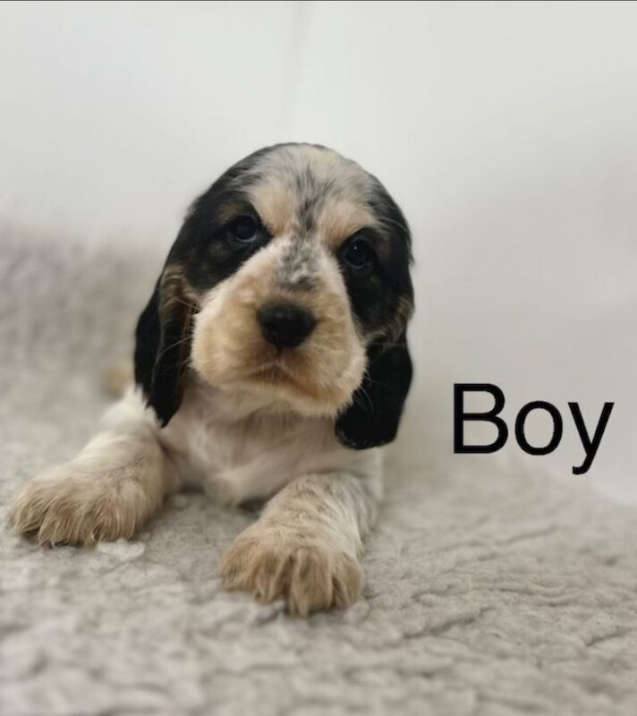 2 handsome Kc cocker spaniel boys for sale in Upwell, Norfolk