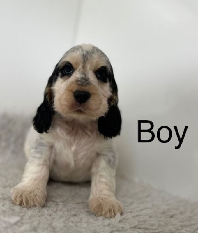 2 handsome Kc cocker spaniel boys for sale in Upwell, Norfolk | Image 2