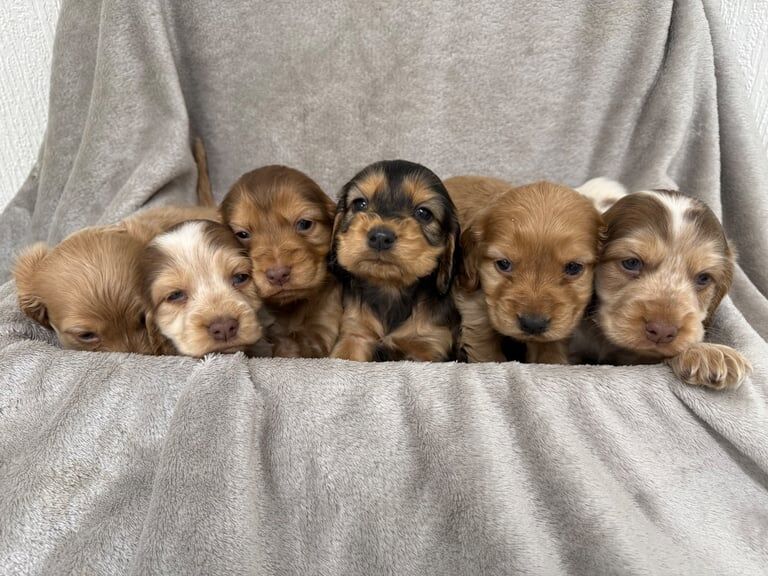 Cocker Spaniel puppies for sale in Maidstone, Kent – KC registered, 9 weeks old