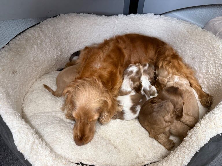 Cocker Spaniel puppies for sale in Maidstone, Kent – KC registered, 10 weeks old - Image 2 of 5