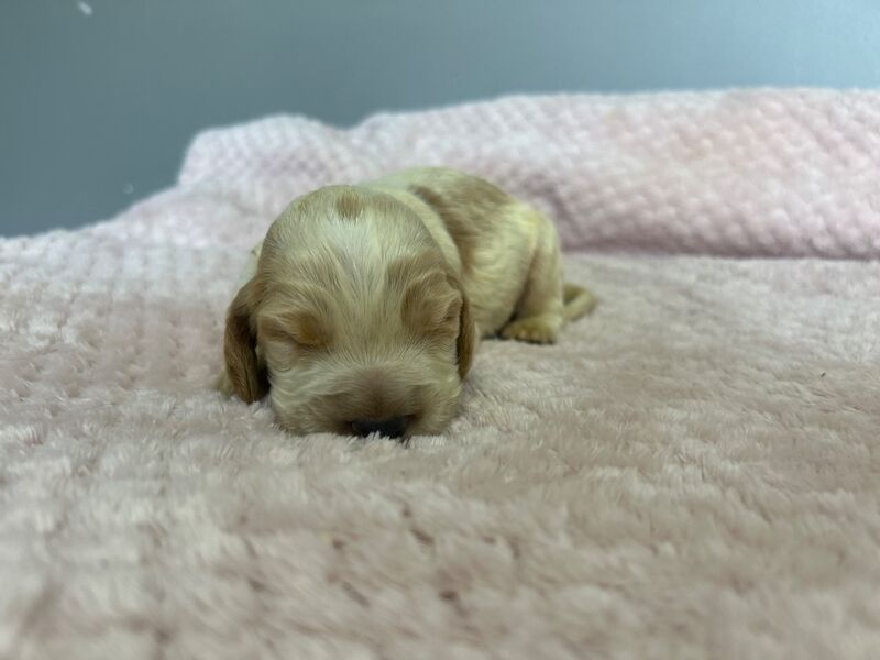 2 Lemon roan cocker spaniel boys ready to leave us from 23rd May - Image 2 of 5