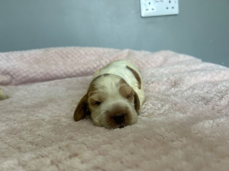 2 Lemon roan cocker spaniel boys ready to leave us from 23rd May - Image 3 of 5