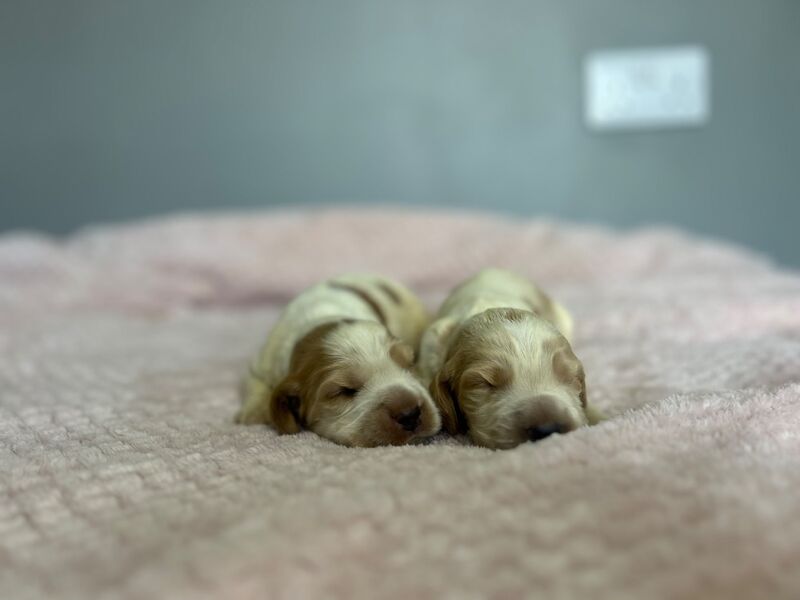 2 Lemon roan cocker spaniel boys ready to leave us from 23rd May - Image 4 of 5