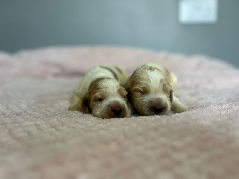 2 Lemon roan cocker spaniel boys ready to leave us from 23rd May - Image 5 of 5