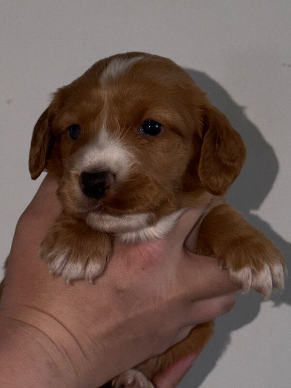 2 Male Cocker Pups
