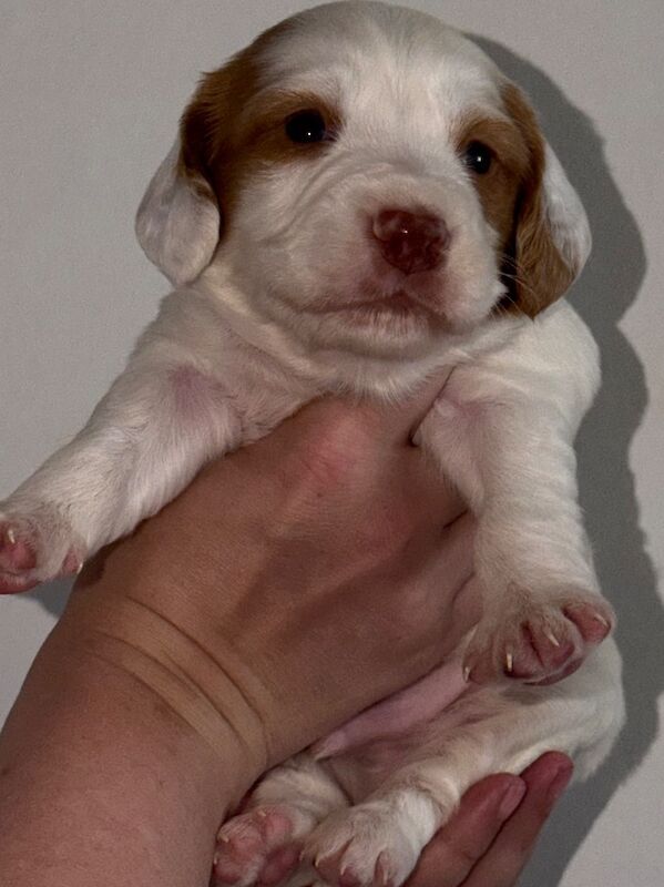 2 Male Cocker Pups - Image 2 of 10