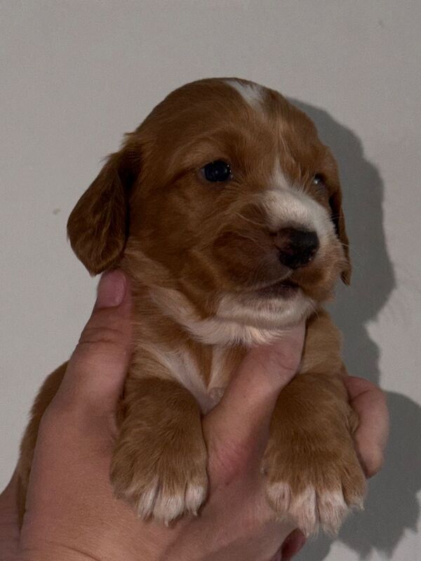 2 Male Cocker Pups - Image 3 of 10