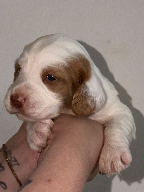 2 Male Cocker Pups - Image 4 of 10