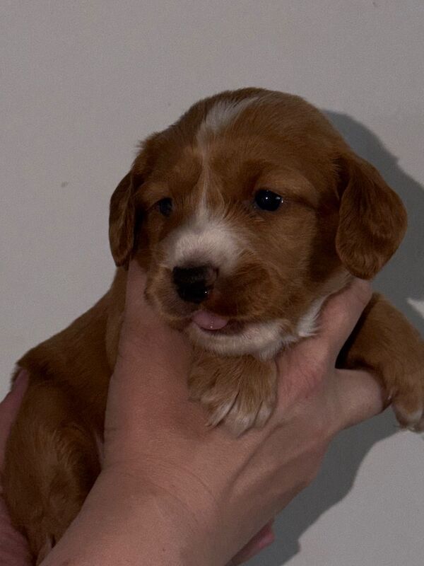 2 Male Cocker Pups - Image 5 of 10