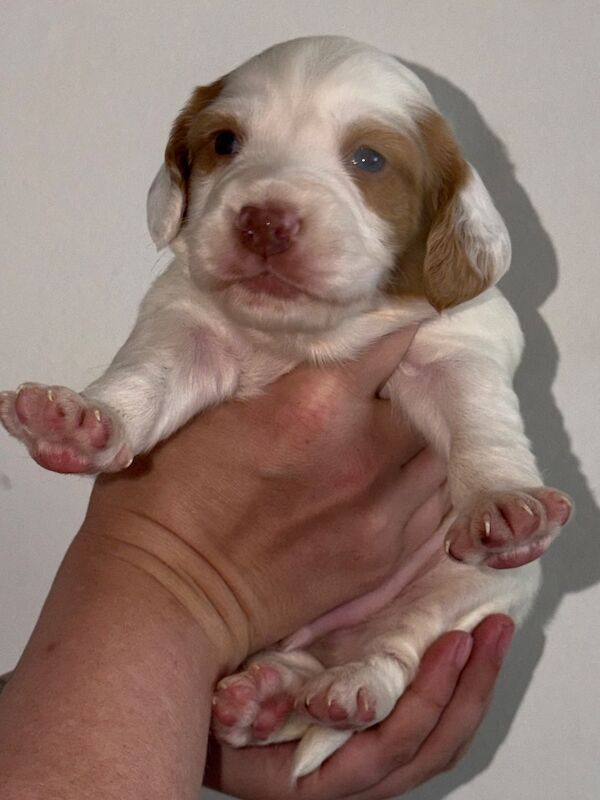 2 Male Cocker Pups - Image 6 of 10