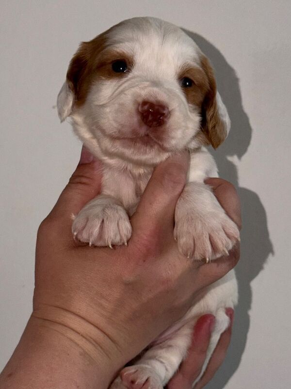 2 Male Cocker Pups - Image 7 of 10