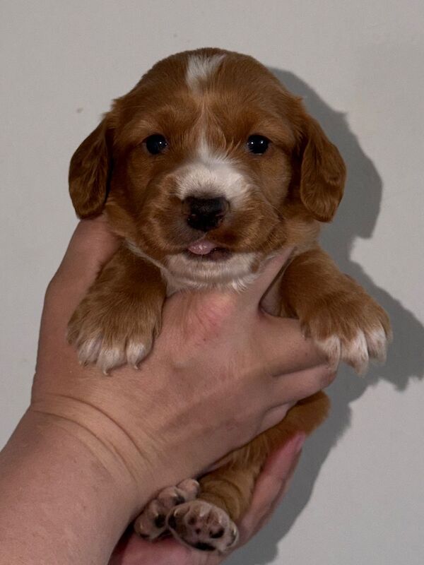 2 Male Cocker Pups - Image 8 of 10