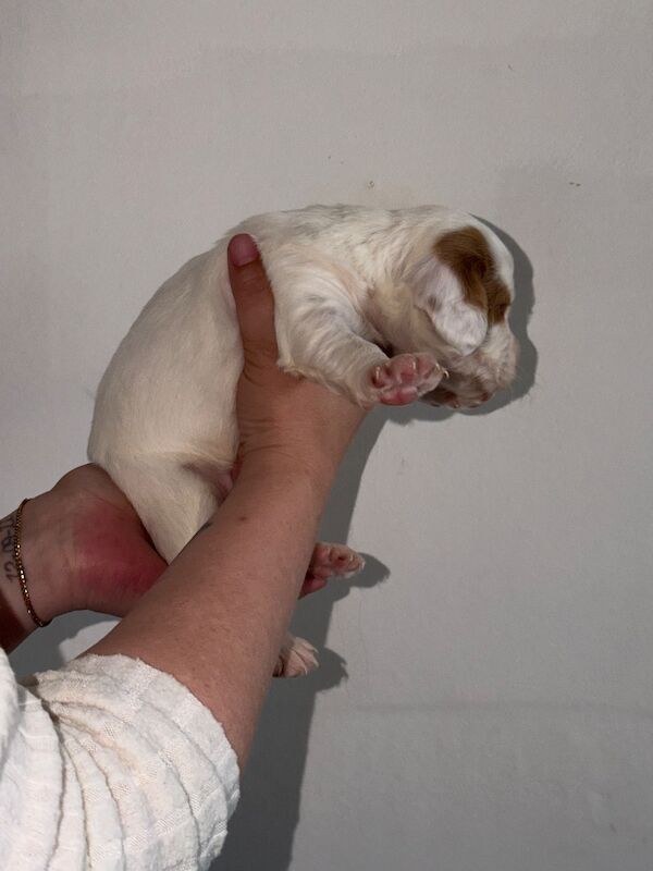 2 Male Cocker Pups - Image 10 of 10