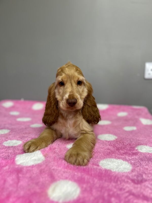 Cocker Spaniel puppies for sale in Wisbech, Cambridgeshire – KC registered, 3 months old - Image 3 of 10