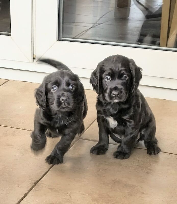 2 puppies left 2 black boys out of 4