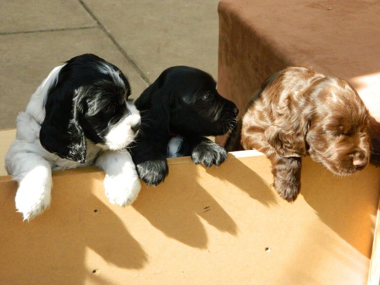 2 Remaining KC Registered Cocker Spaniel Girls for sale in Cupar, Fife