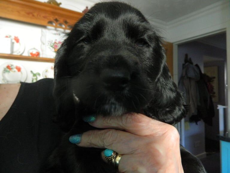 2 Remaining KC Registered Cocker Spaniel Girls for sale in Cupar, Fife | Image 2